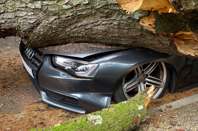 a car struck by a falling tree during a hurricane