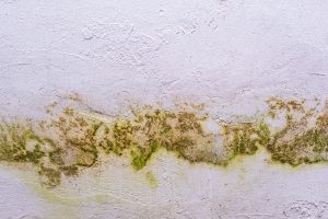 green mold spreading on a wall