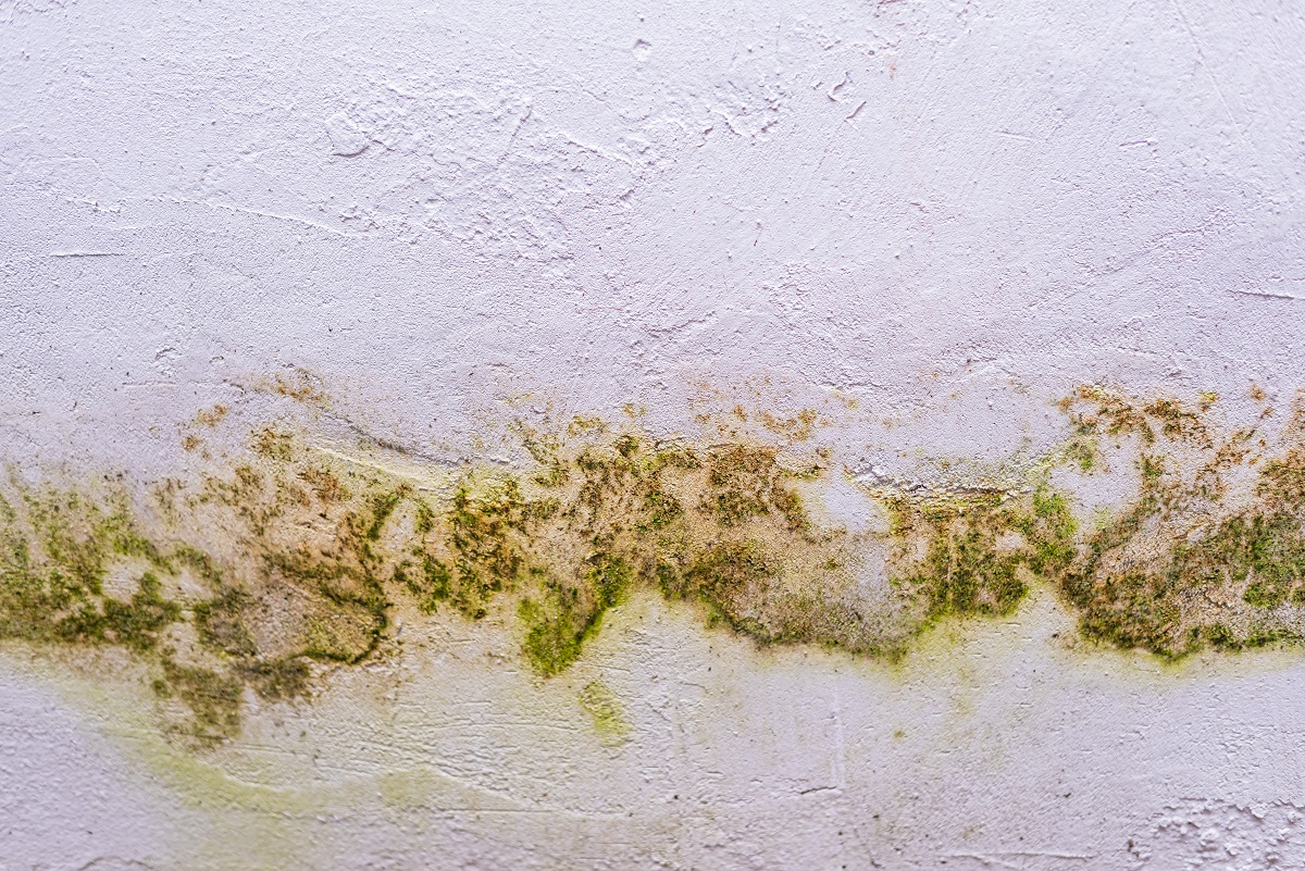 Does Renters Insurance Cover Mold? What Every Renter Should Know